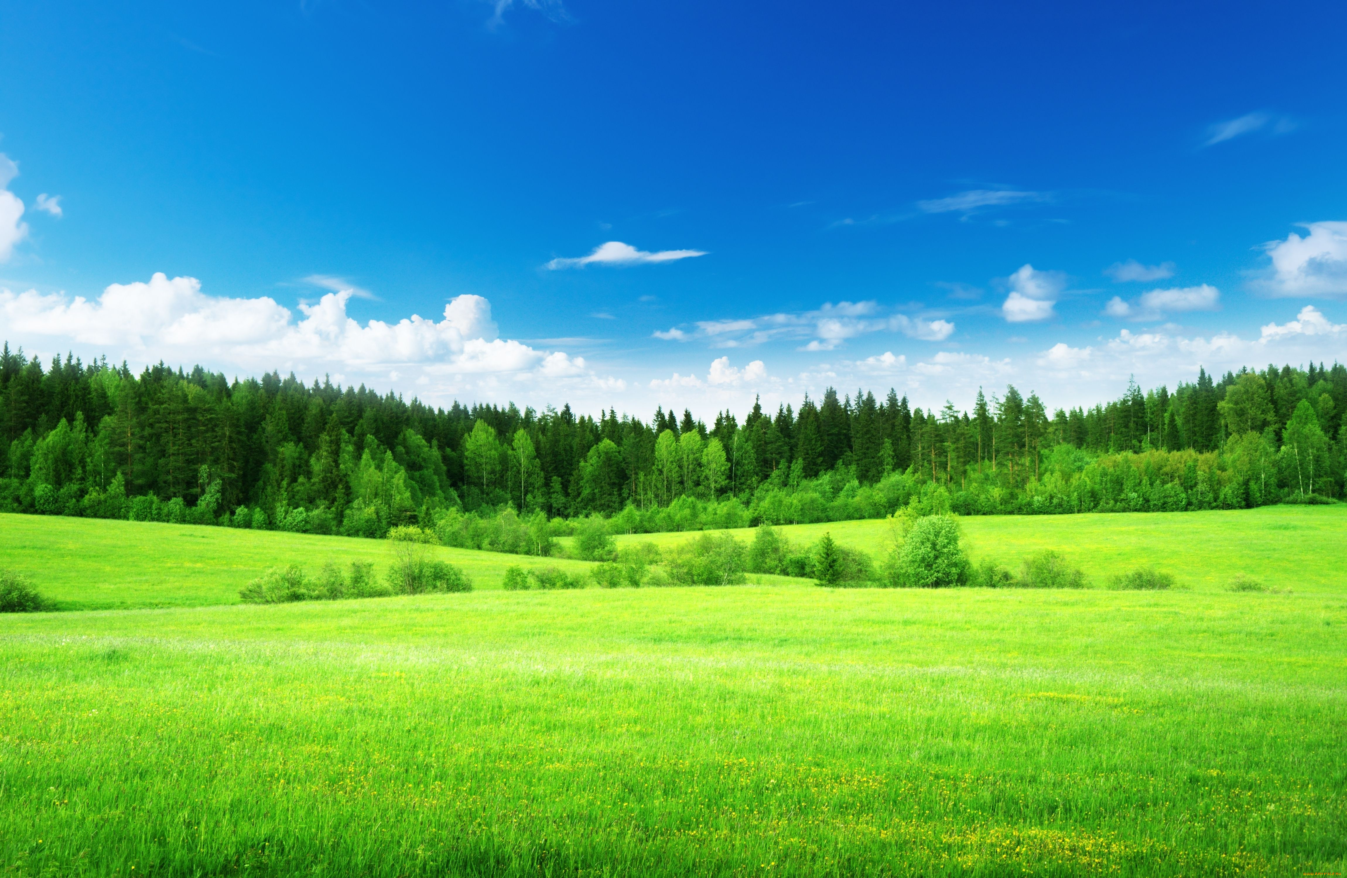 Песня голубое небо зеленая трава